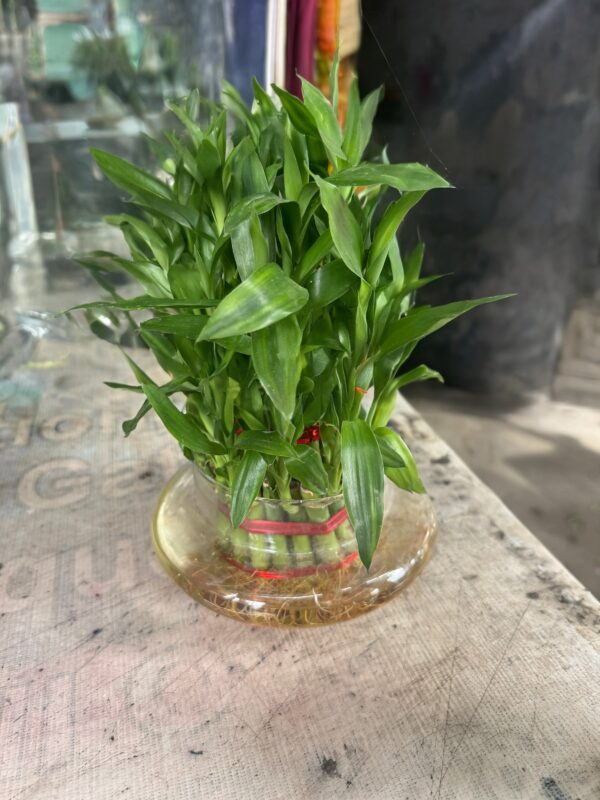 Lucky Bamboo